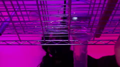 Natasha Diavolo online show from December 25, 11:22 am