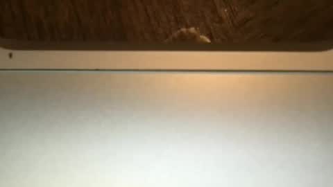 Snapshot of bbypiamia chatting on October 23, 11:16 pm bbypiamia online show from October 23, 11:16 pm