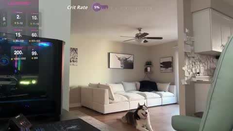 Snapshot of bigmcr1 chatting on October 12, 12:03 am Nick Barker online show from October 12, 12:03 am