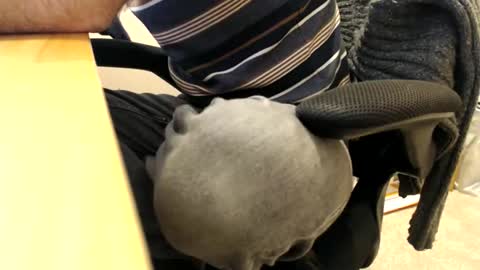 bobbuild online show from March 30, 8:36 am