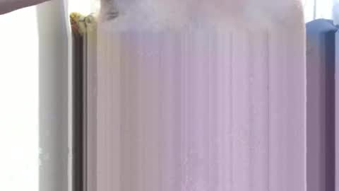 bolbil1 online show from December 15, 11:34 am