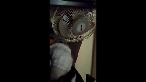 Brobator-gator online show from February 19, 12:43 am