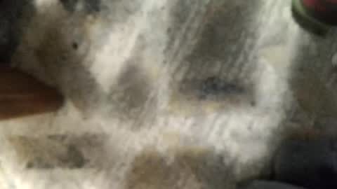 capellone98 online show from December 1, 2:26 pm