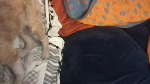 cattypants online show from September 10, 11:00 am
