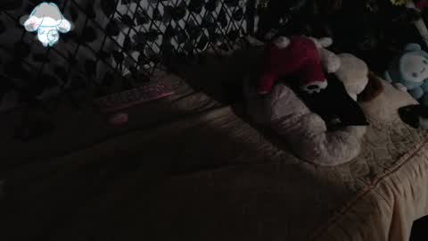 charly_evans60 online show from March 12, 2:41 am