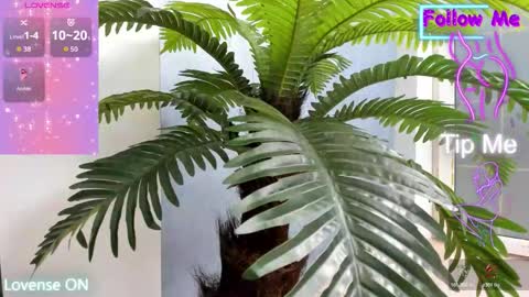 tattoodoll online show from November 10, 5:21 am