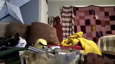 daryltasha8191 online show from January 20, 6:10 am