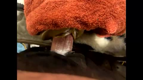 ehdgher online show from November 6, 9:12 am