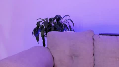 Alana online show from May 23, 2:51 am