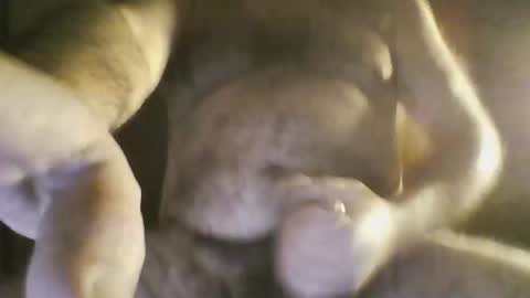 franksterweez online show from September 17, 10:46 pm