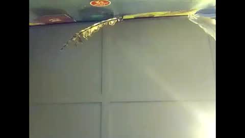 Warwick online show from October 18, 7:56 am