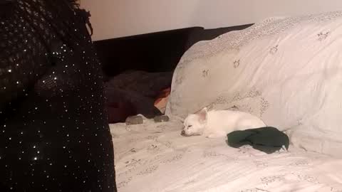 Pizzaz online show from September 24, 4:36 pm