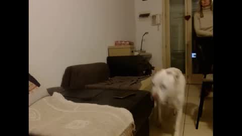 Hornyssima online show from January 12, 5:01 pm