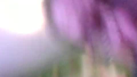 steve auston online show from January 1, 4:50 pm