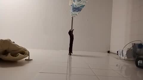 Shakey j online show from February 18, 6:13 am