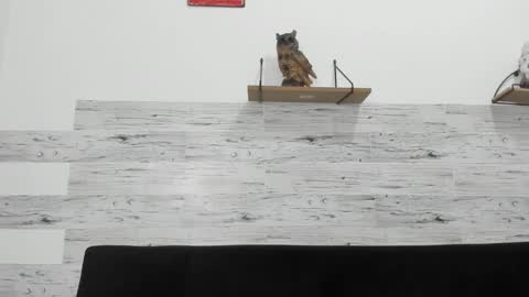 Jaycreedd online show from November 29, 4:42 am