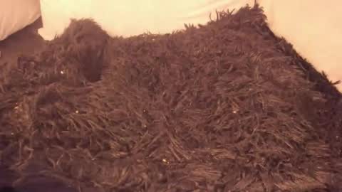 Katt your neighborg online show from April 10, 6:23 pm