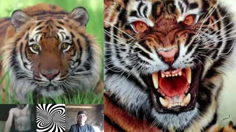 kodiakpm1 online show from December 3, 8:44 am