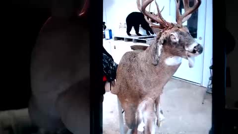 Lance online show from February 27, 12:36 am