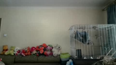 Snapshot of lilycandy_ chatting on December 14, 8:45 am lilycandy_ online show from December 14, 8:45 am