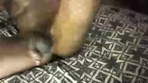 MrBigDiQ1 online show from February 6, 6:18 am