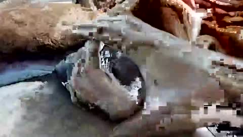 sim  nib online show from February 1, 1:13 am