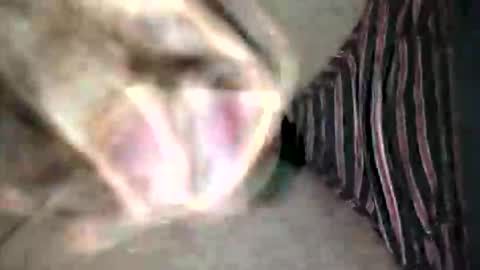 Superfeno online show from February 19, 3:16 am