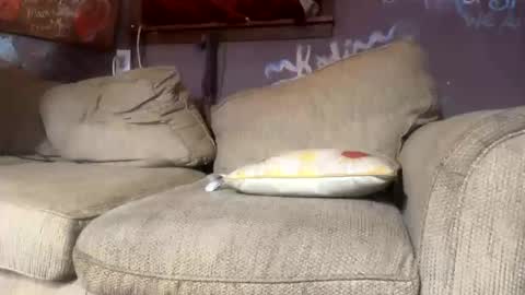 Lee online show from July 26, 10:57 am