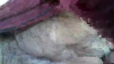 Sharkey644 online show from November 9, 3:15 pm