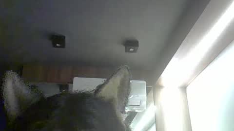 skinnykittencam online show from February 1, 3:58 am