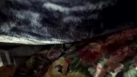 Dick online show from March 30, 7:52 am