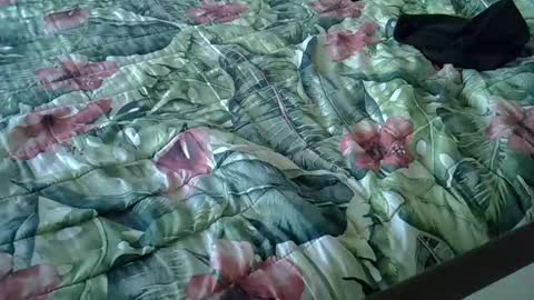 Rocco-load online show from January 15, 3:39 pm