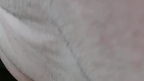 Thick Dom online show from February 2, 8:49 pm