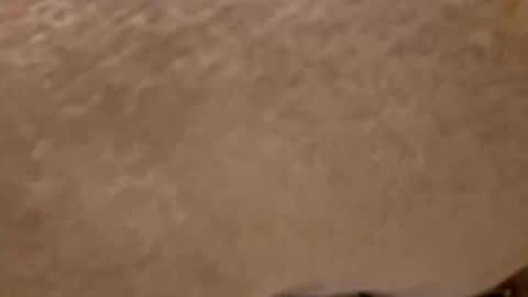 titwoo online show from November 13, 6:05 am