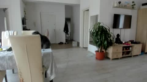 Wolfie online show from October 12, 9:24 am